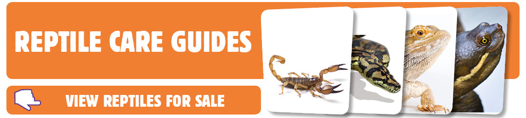 View Reptiles For Sale