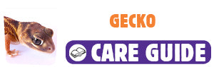 Click here to view Gecko care guide
