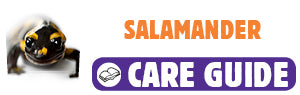 Click here to view Salamander care guide