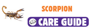 Click here to view Scorpion care guide