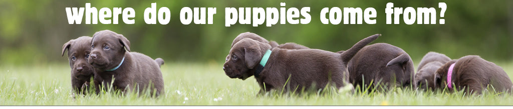 Where do our puppies come from?