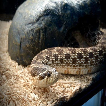 Baby hognose snake plays dead so well, baby