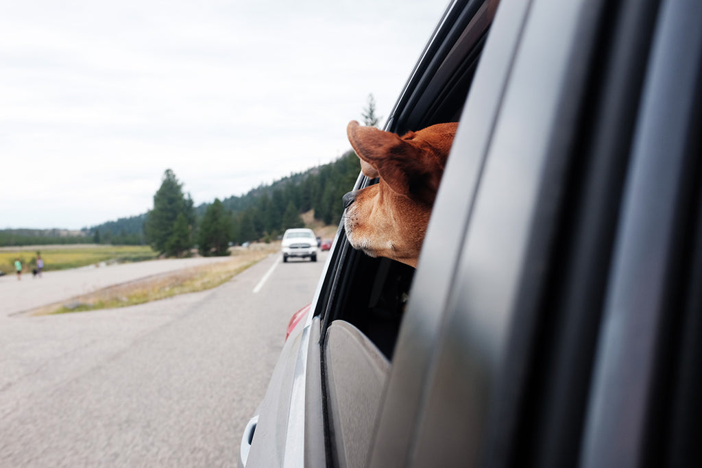 dog in car roadtrip car ride