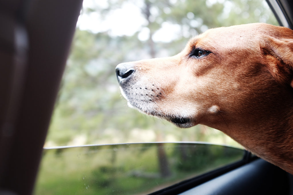 Roadtripping Dog, Ridgeback travels