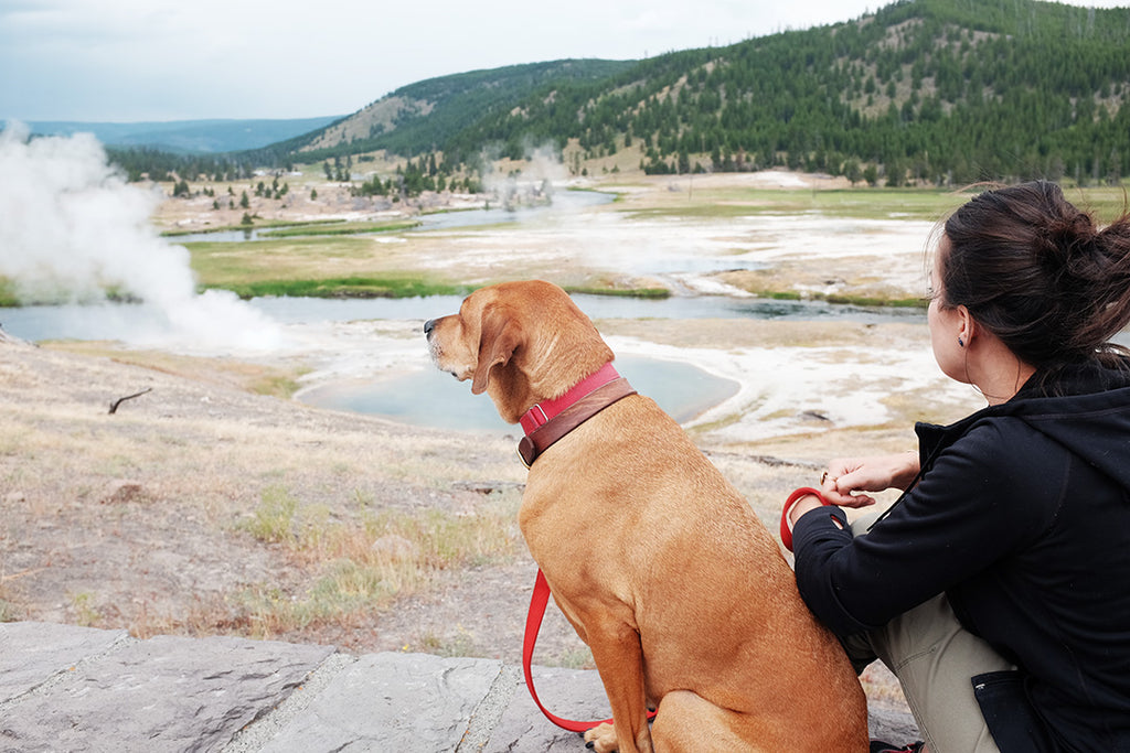 Yellowstone with dog