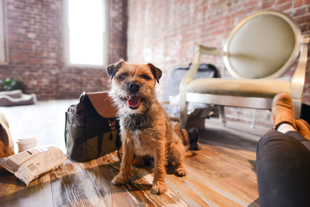 border terrier, maine dog