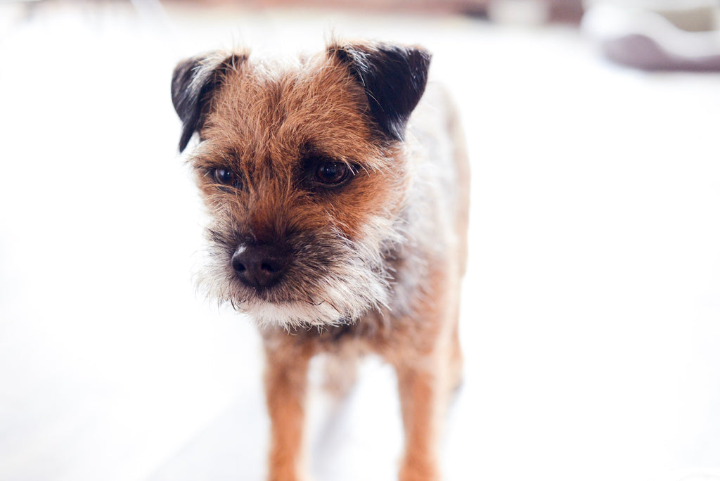 border terrier dog, maine dog