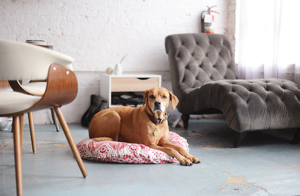 Dog in Studio, South End, Boston