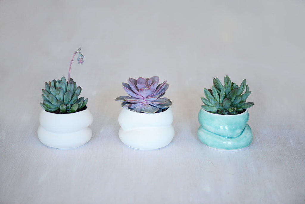 succulent gift ideas, porcelain planters made in Boston