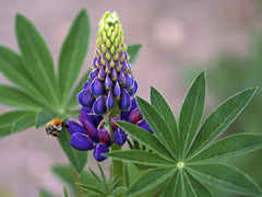 Native Wildflower Arroyo Lupine