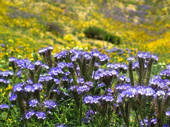 Native Wildflower California Phacelia