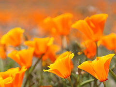 Native Wildflower California Poppy - latin as Eschscholzia Californica