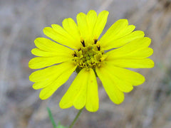 Common Madia - photo by Noah Elhardt