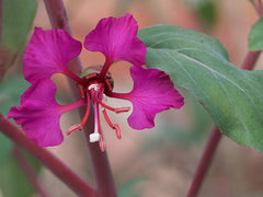 Native Wildflower Elegant Clarkia - scientific name Clarkia unguiculata