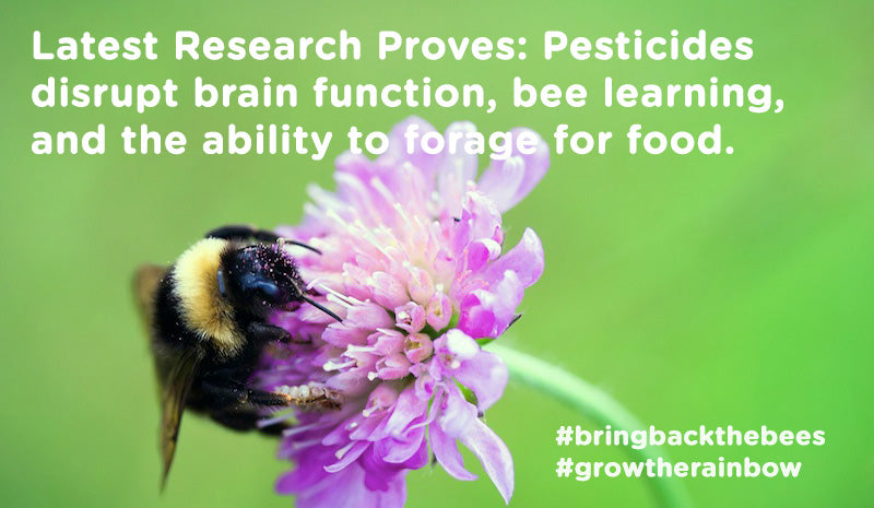 Research proves pesticides  disrupt brain function, bee learning,  and the ability to forage for food.