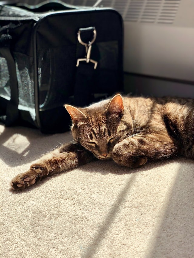 striped cat lounging in sun by black fabric carrier