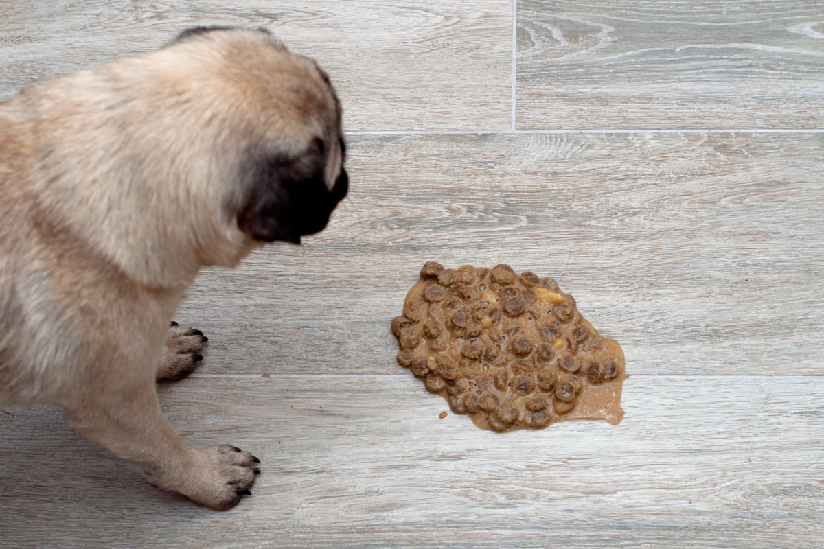 Por qué perro ha vomitado la comida sin digerir? – Onlyfresh.com