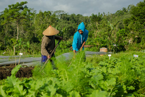 Cultivating the land