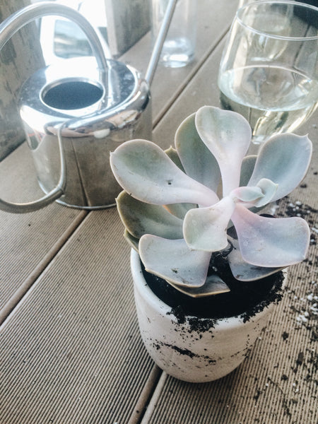 Wine and Succulents = Perfection