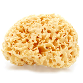 Natural Sea Sponges