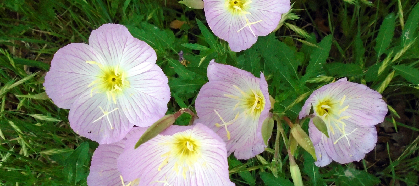Ground Covers