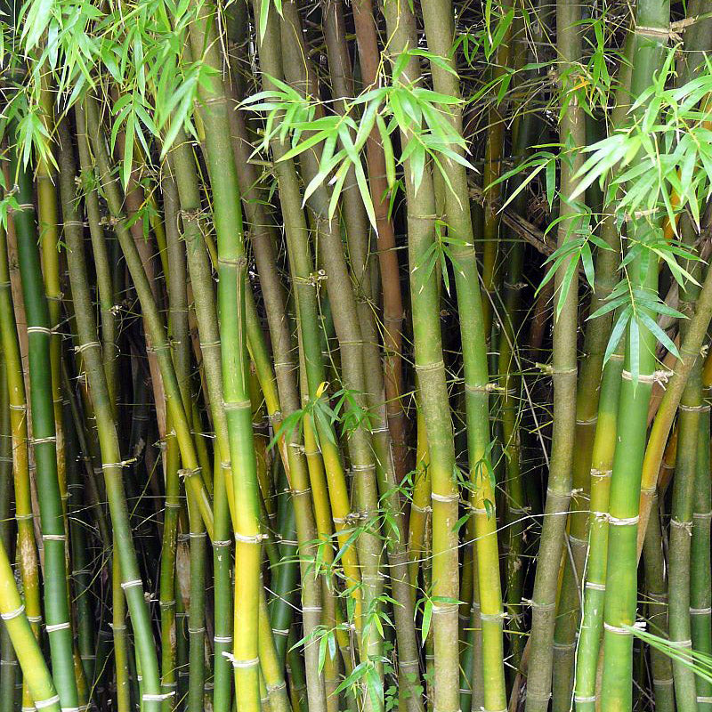 CUhealthy GmbH Bambusextract <br>(Bambusa vulgaris)