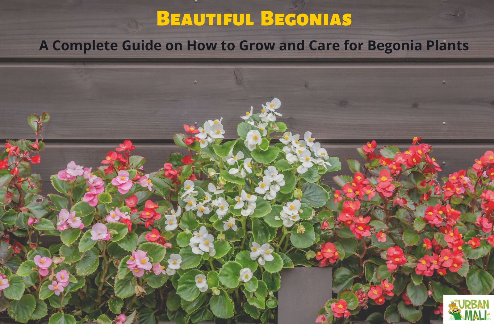Beautiful Begonias: A Complete Guide on How to Grow and Care for ...