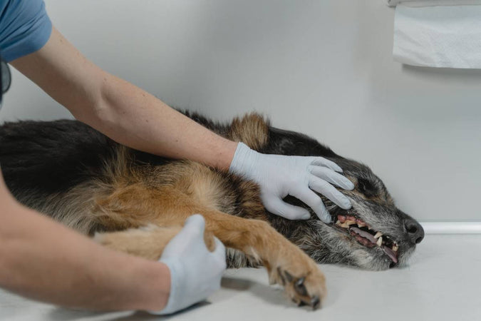Comment savoir si mon chien a la maladie de Lyme et que faire pour le soigner ?