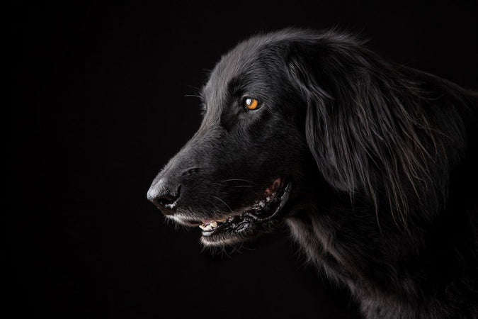 Du CBD pour les chiens agressifs : et si on s’y mettait ?