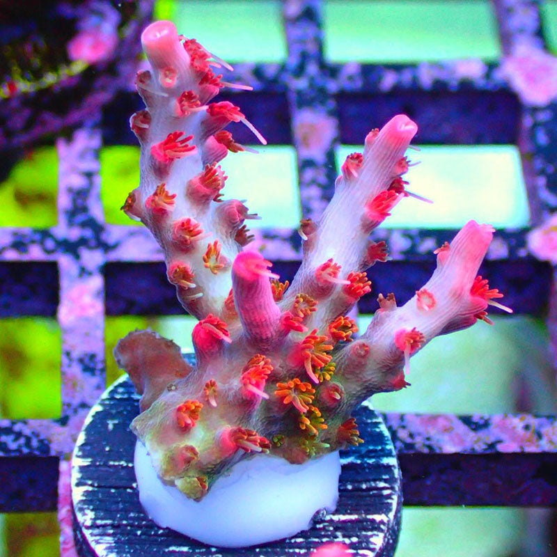 candycorals.ca