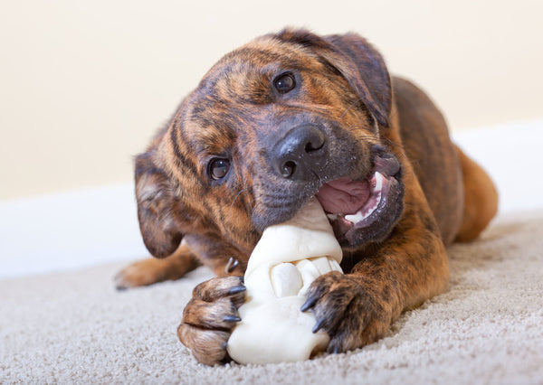 are beef hides bad for dogs