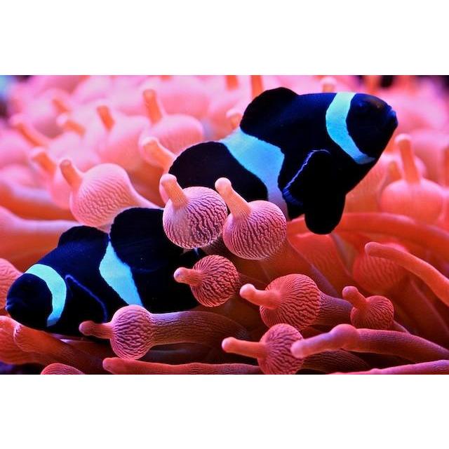 black and white clownfish