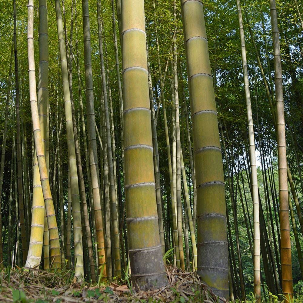 Details about   100 Pcs Giant Moso Bamboo Seeds Evergreen Perennial Fast Growing Home Garden 