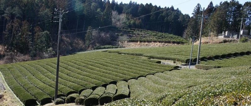 Organic green tea farm