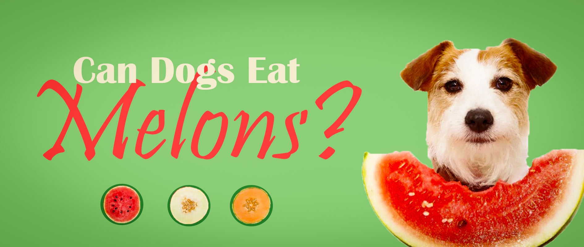 can puppys eat watermelon