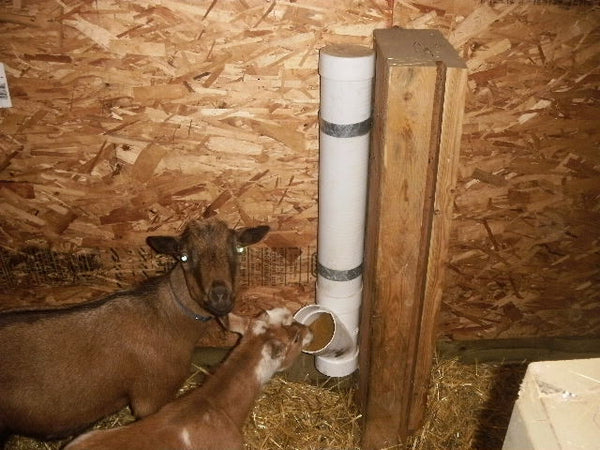Mineral Feeder For Goats Small Farm Animals - FREE PLANS ...