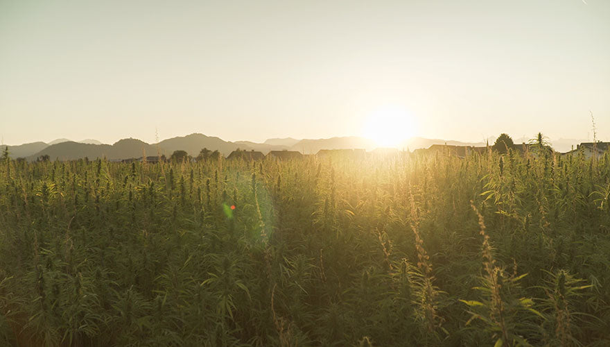 So What Exactly is CBD and Where Does it Come From?