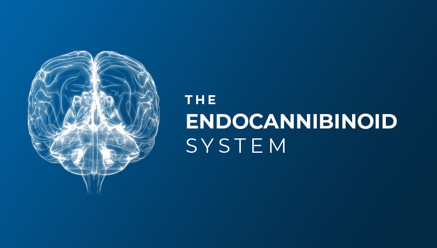 CBD and the Endocannabinoid System