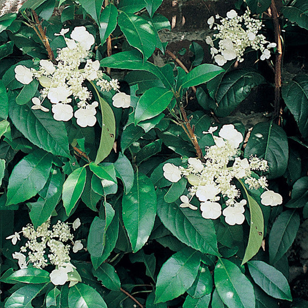 Hydrangea Seemanii - evergreen climbing Hydrangea in a 9cm pot