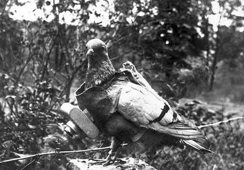 Neubronner's pigeon
