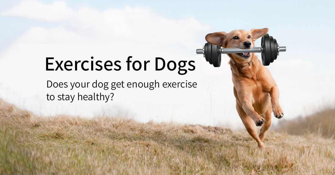 do greyhounds need lots of exercise