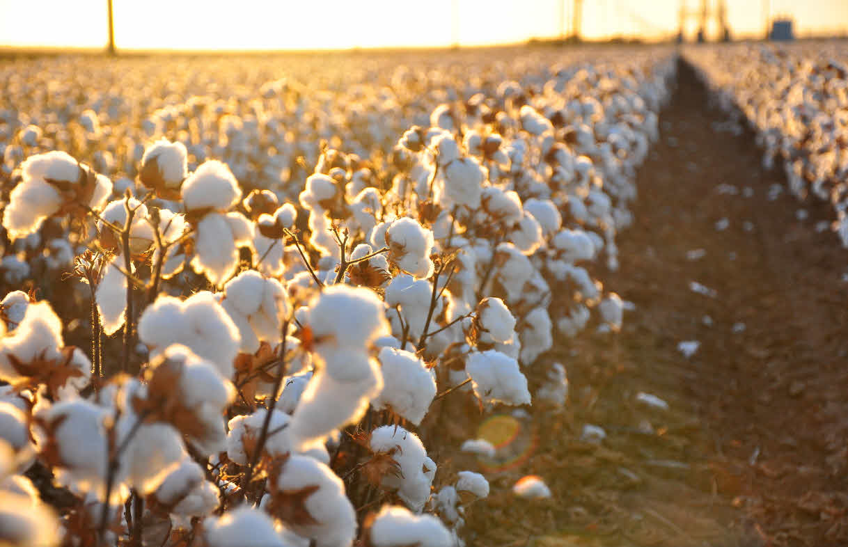 Cotton plant field, attribution: Kimberly Vardeman