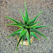 Aloveraa cactus plant | Wooden Pot | EcoCart Shop 