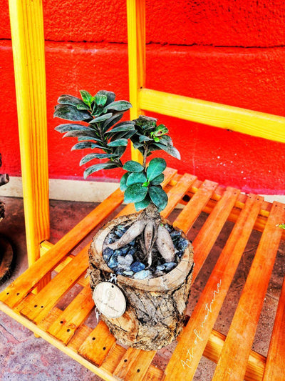 Poonsai plant in wooden pot