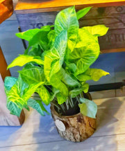 syngonium plant in a wooden pot