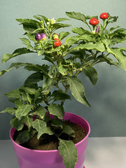 Ornamental pepper 