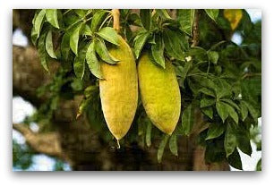 Baobab fruit hanging from tree