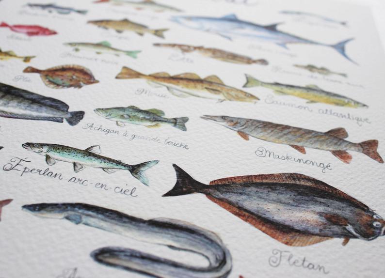 affiche les poissons du quebec zooecomuseum coloriage de baleine
