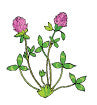 red clover