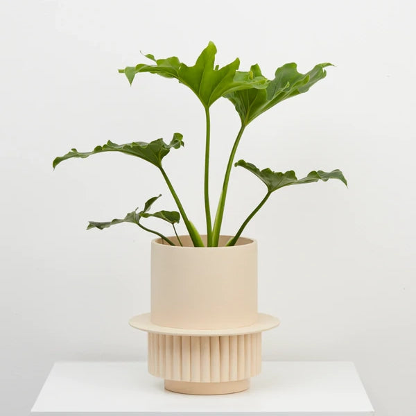 Roma Planter - Fossil